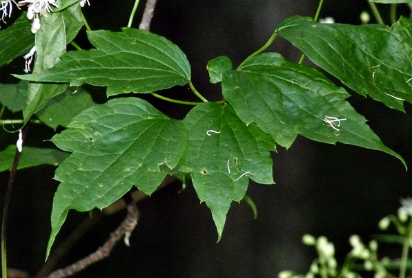 {Clematis virginiana}